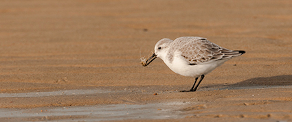 foto drieteenstrandloper