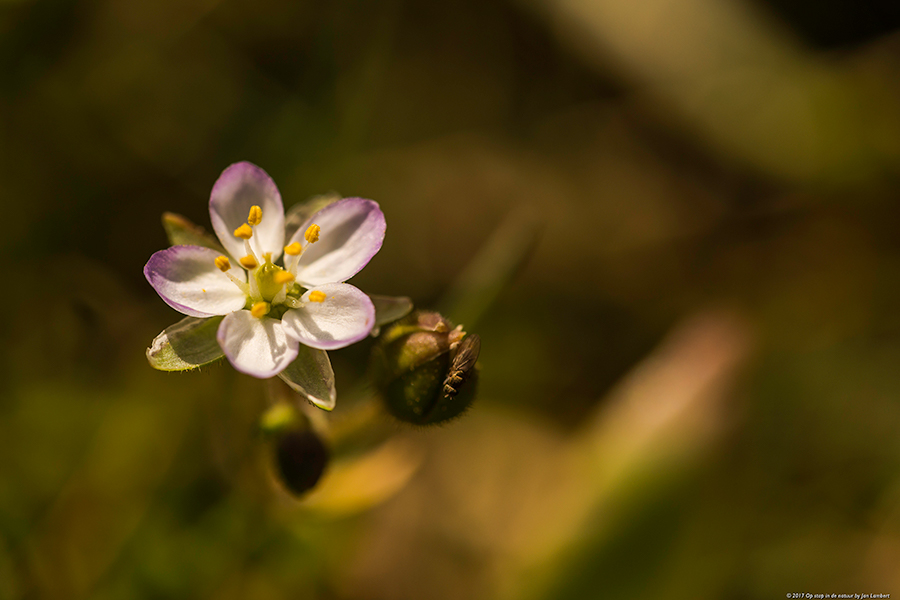 foto gerande schijnspurrie