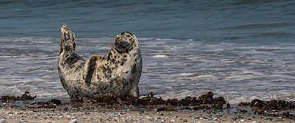 foto zeehond